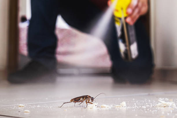 Wasp Removal Services in Hobart, OK