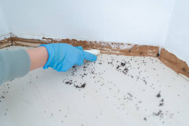 Best Local Pest Control Services  in Hobart, OK